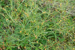 Sebastiania chamaelea